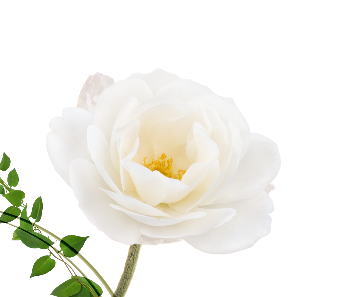 Decorative flower image